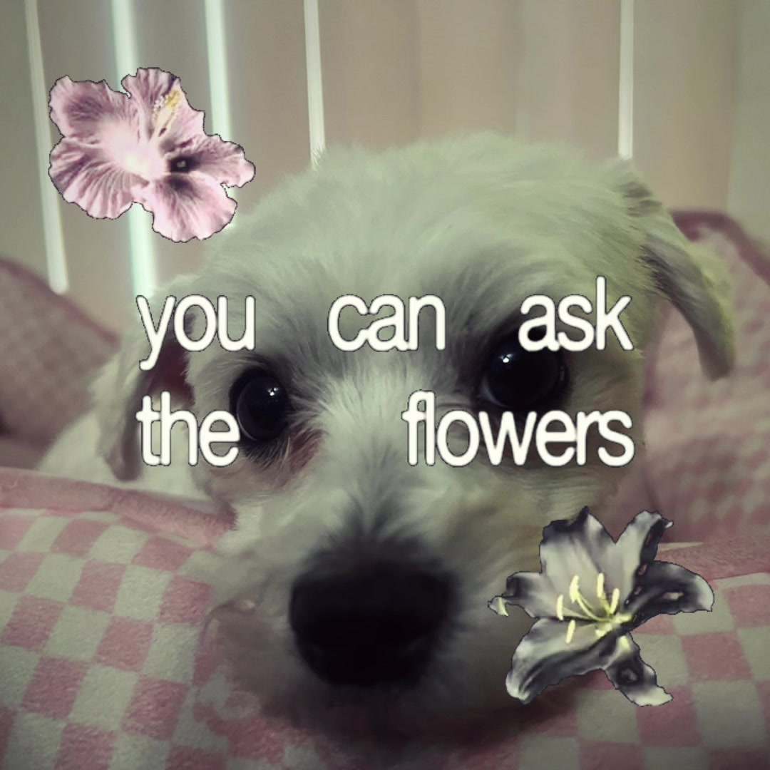 @lexi