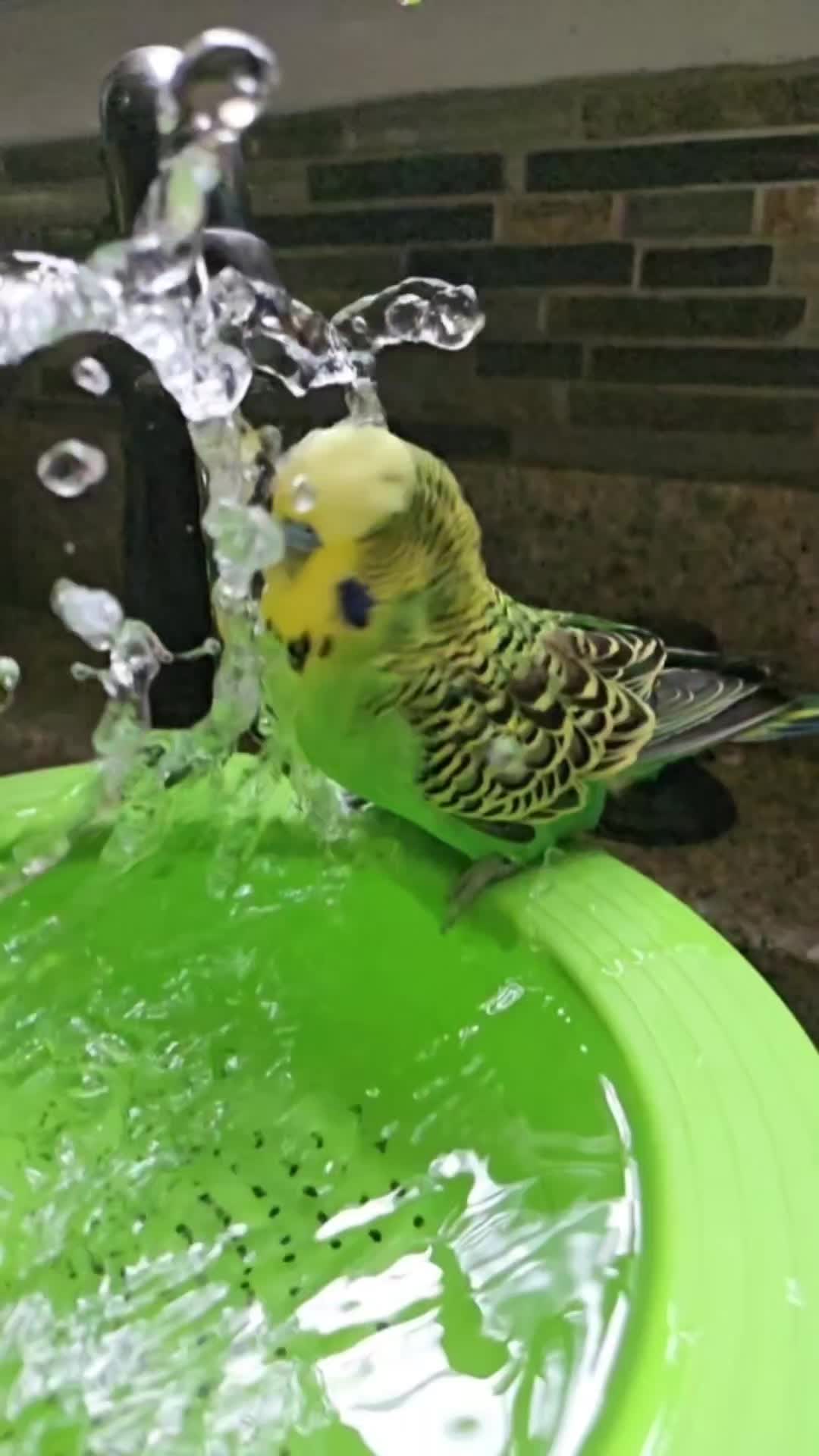 @Run Slow-Mo Charlie🦜