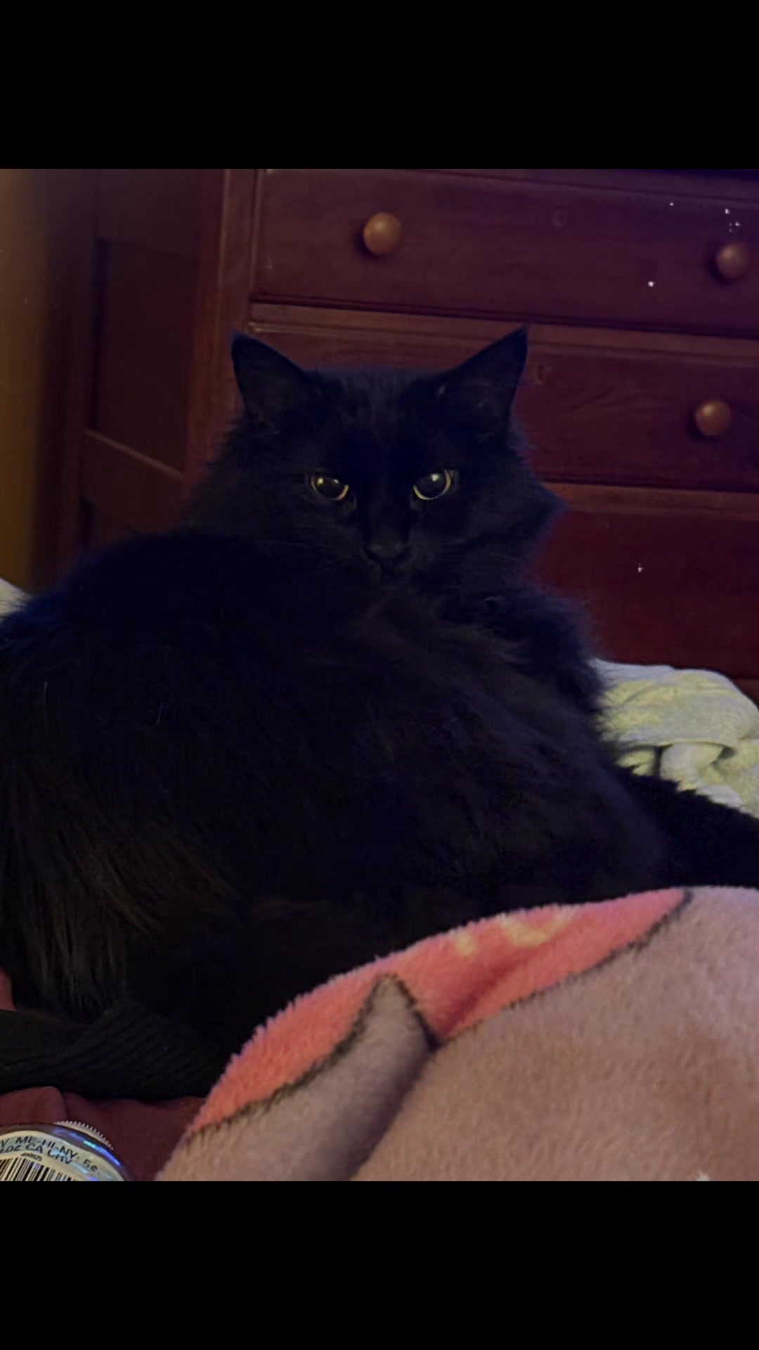 @NICO NATION 🐈⬛