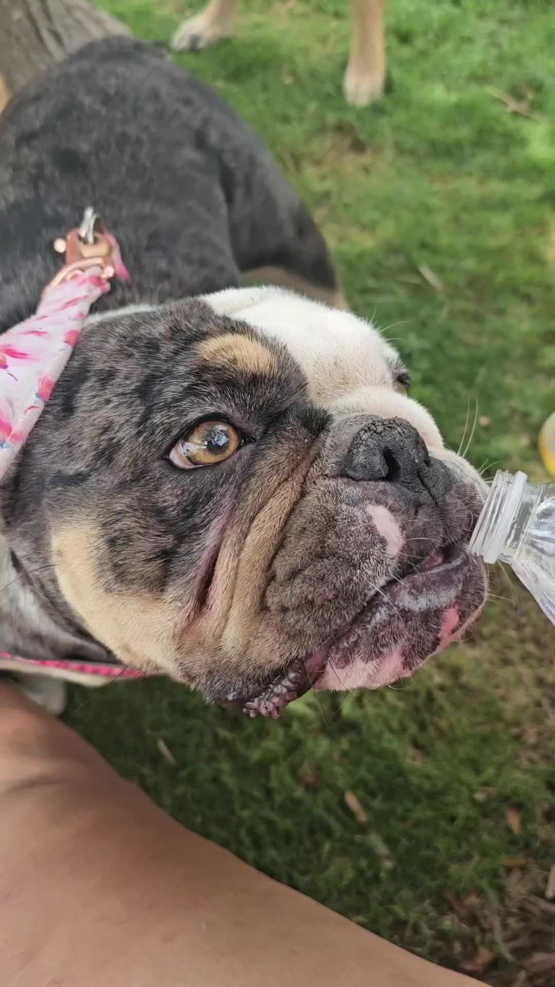 @Sonia&Rosieroo&hearts;️🐾