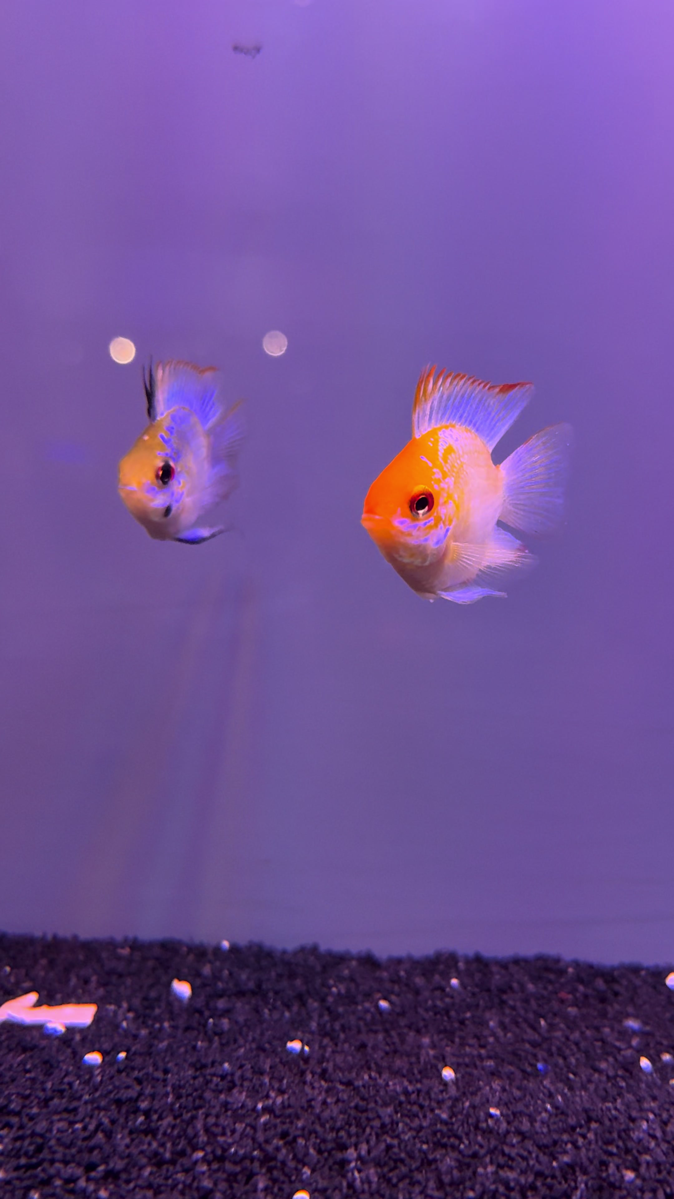 @epicfishnetwork