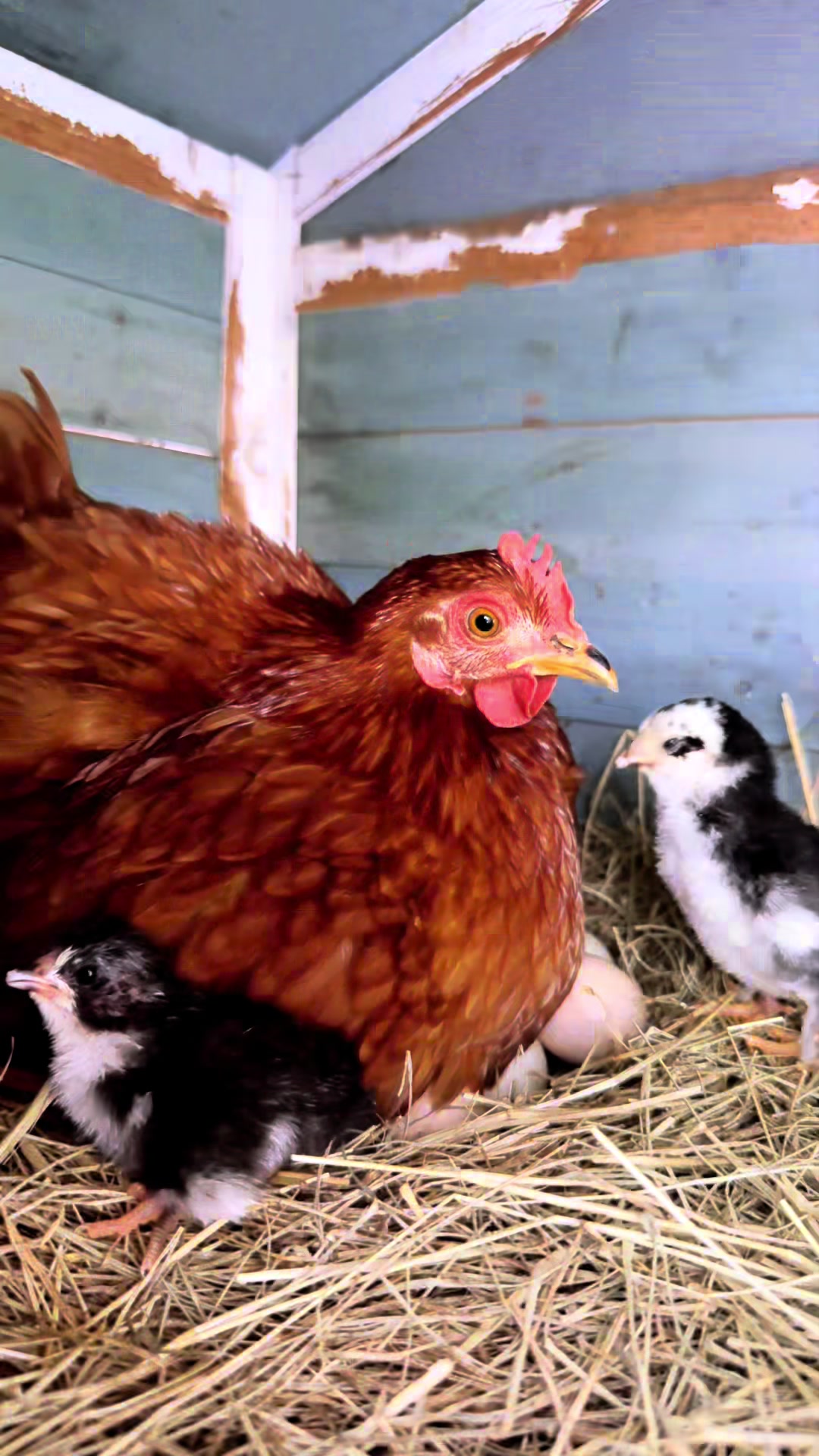 @Hippy Chick Farms