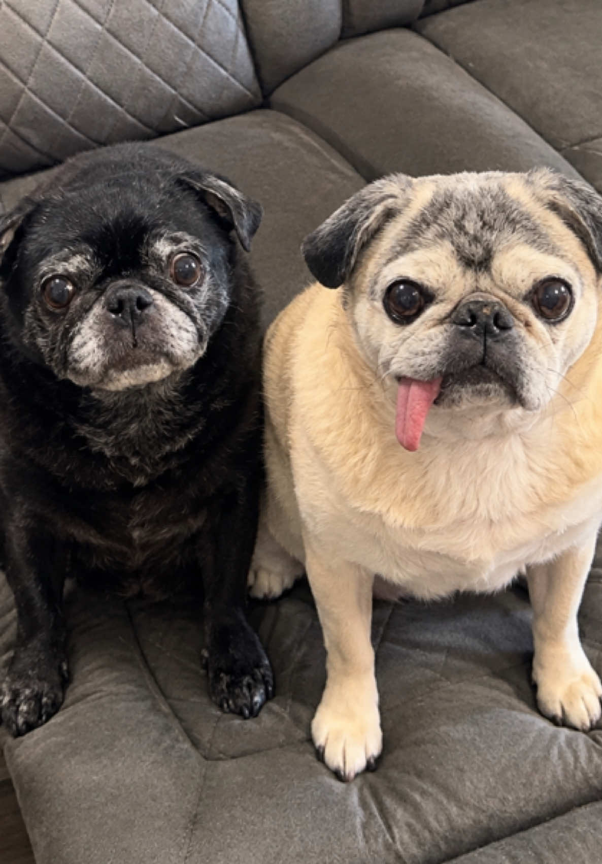 @The Stewart Pugs Plus Mom