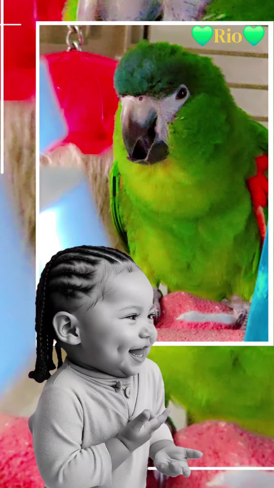 @🦋🇵🇷Mom of Parrots🇵🇷🦋