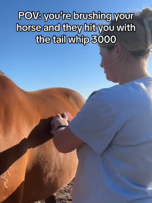 @Horses TikTok