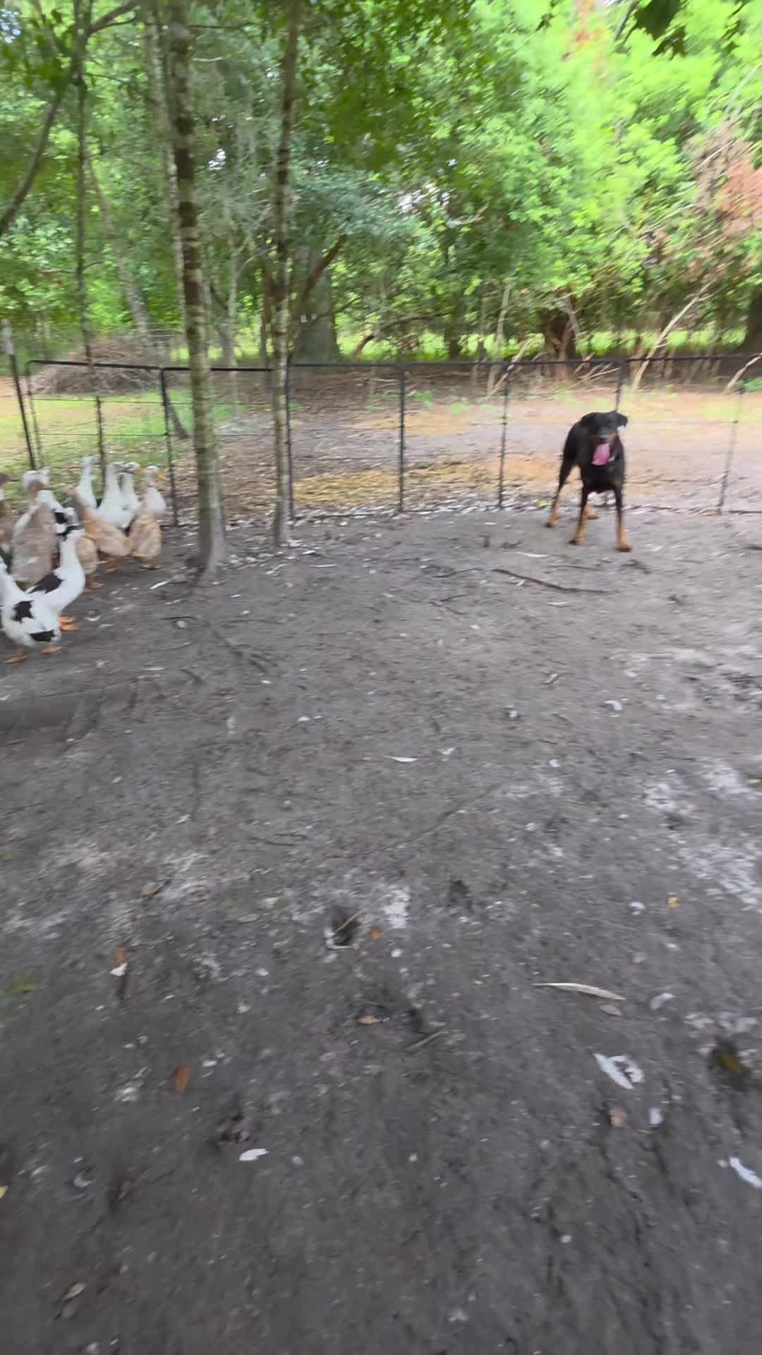 @shepherdslanternherding