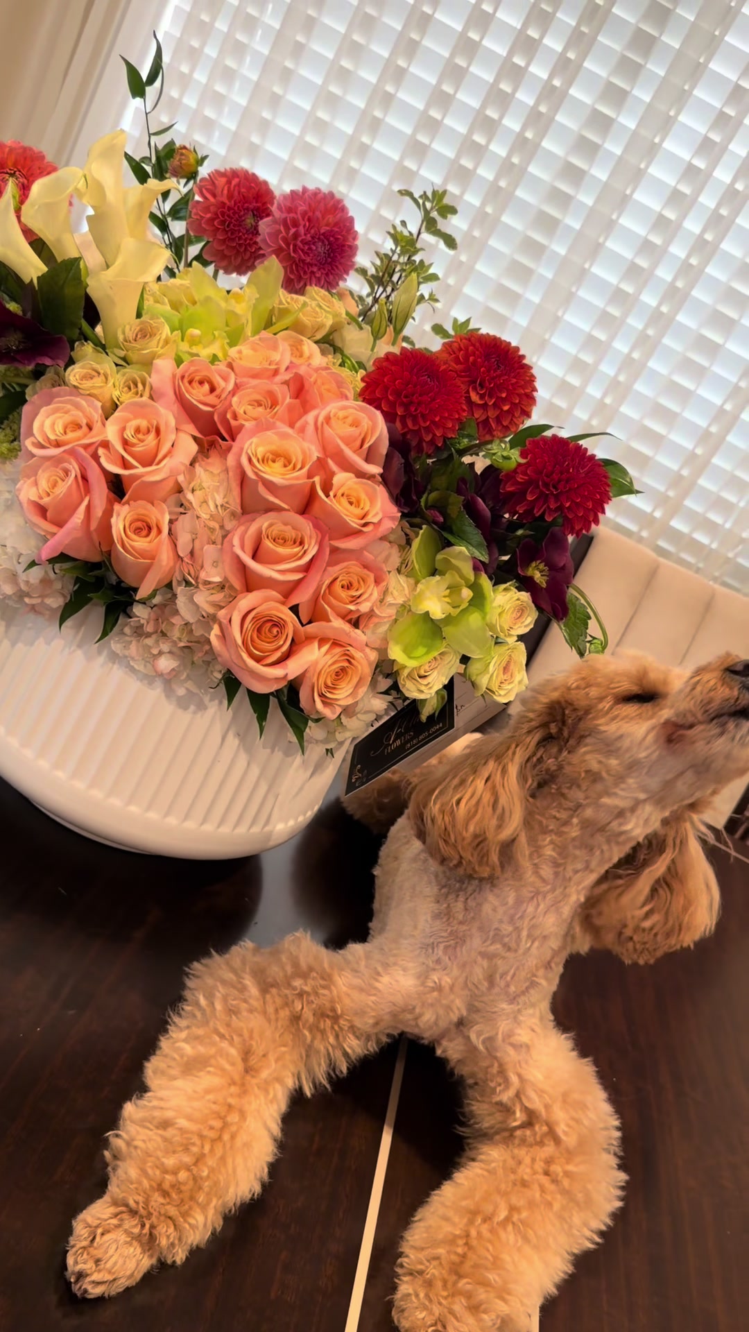 @NikoThePoodle