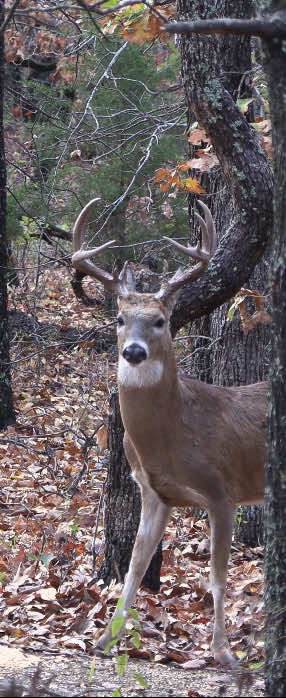 @Heavy Tines Outdoors