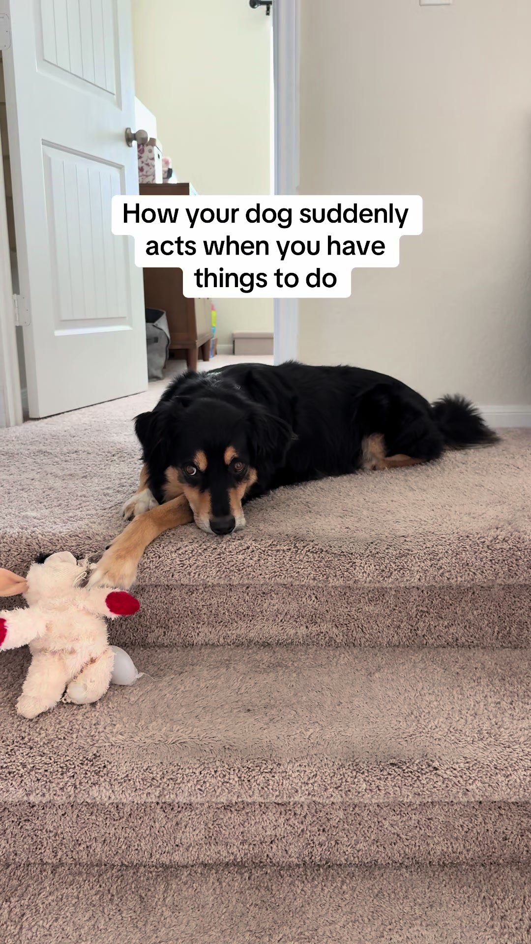 @BoopleTheSnoot