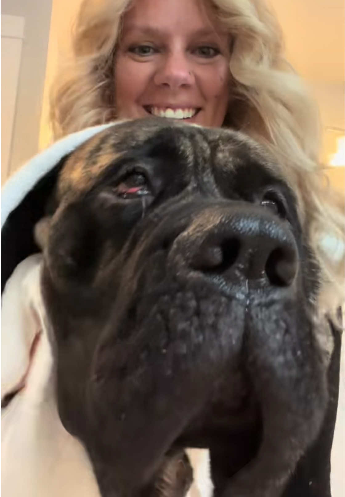 @BrindleBearTheMastiff