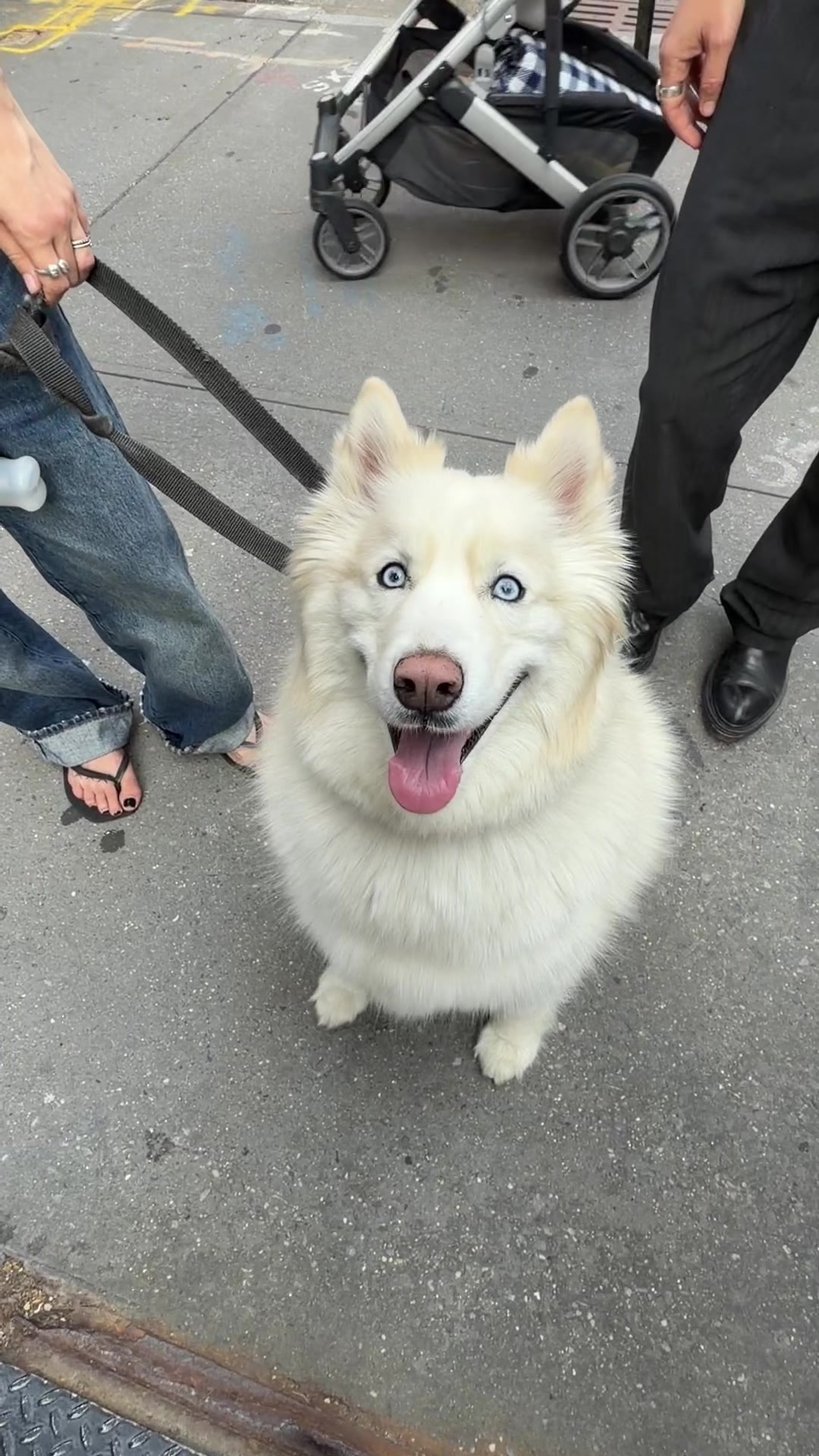 @The Dogist