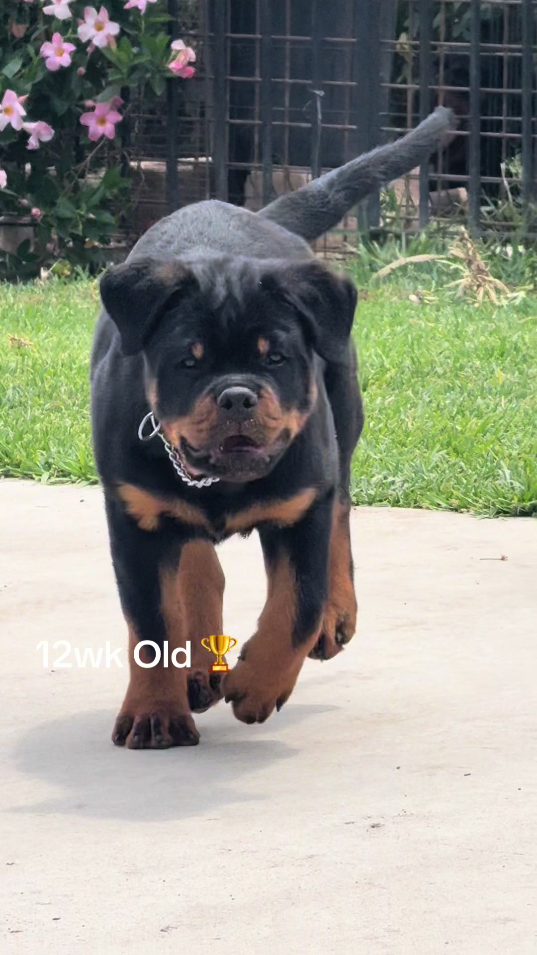 @King Rottweilers Kennel