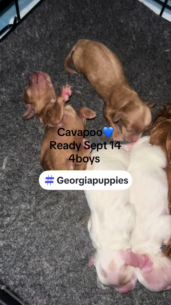 @Shortcake_kennel_2
