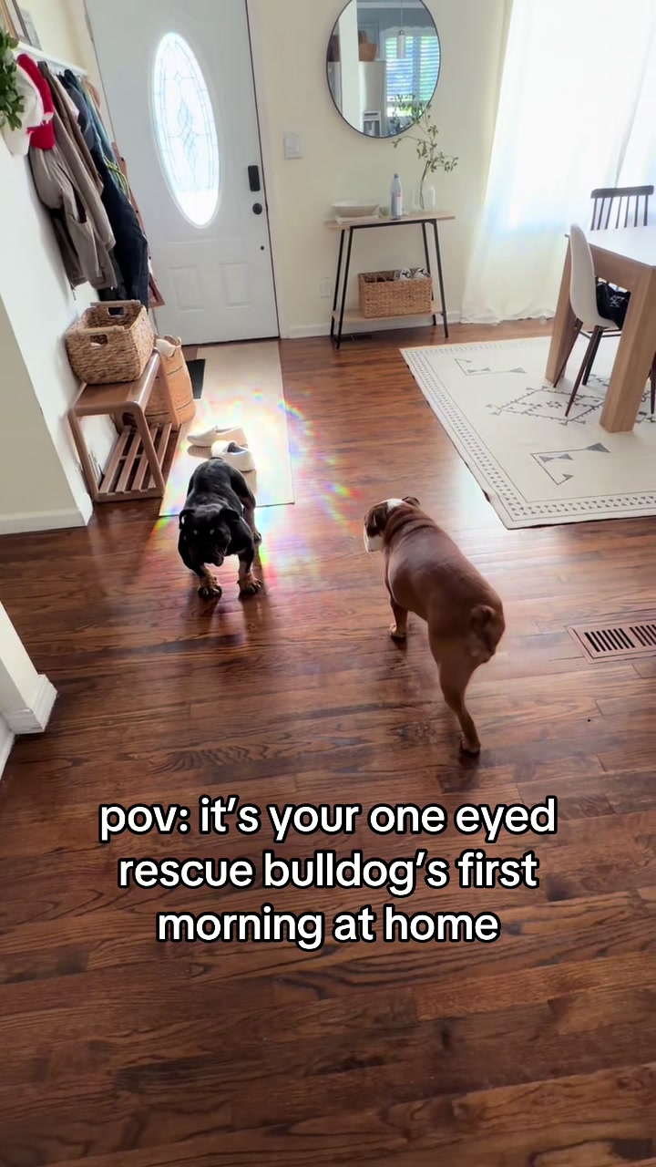 @Poptart The Bulldog