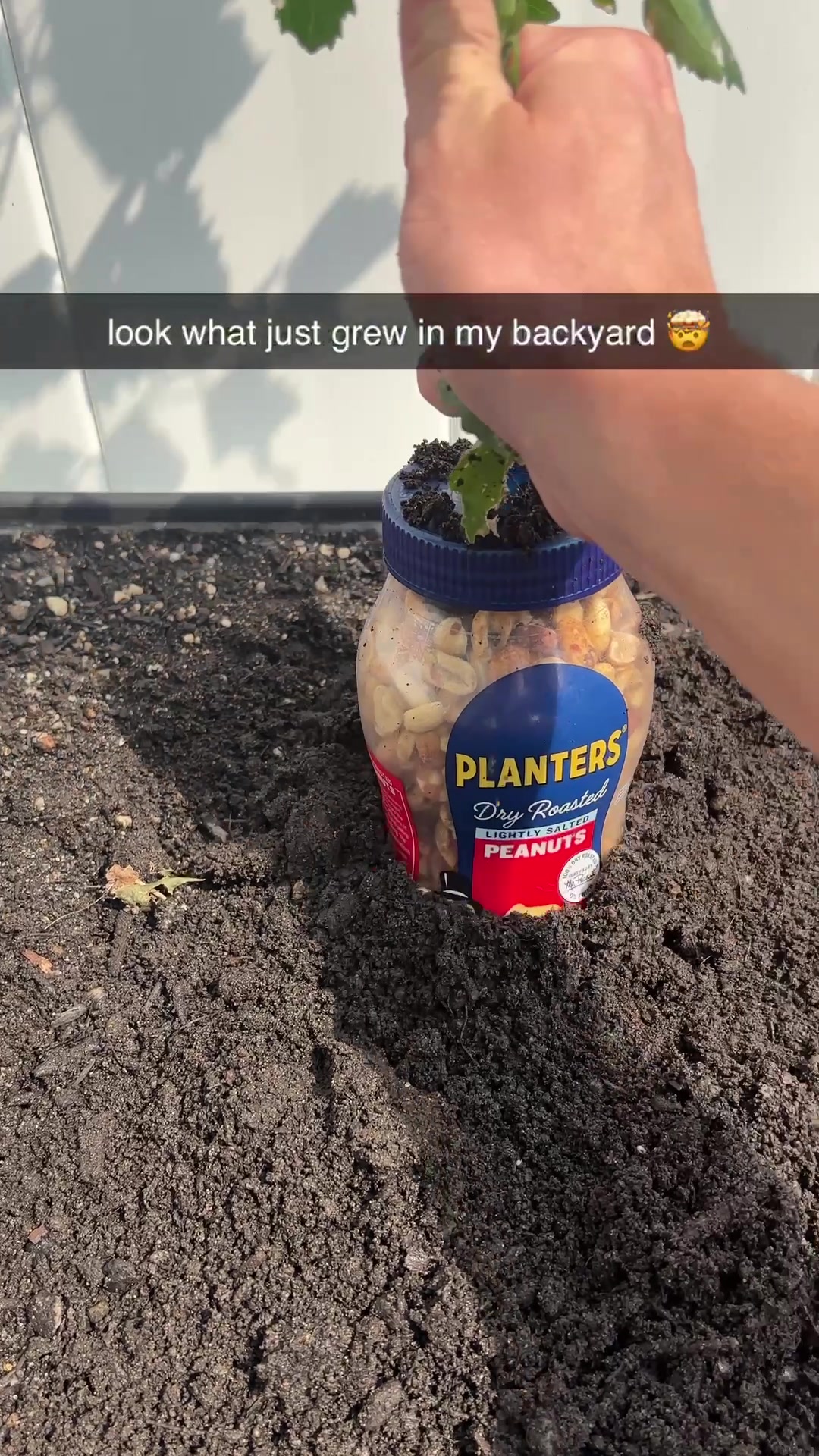 @Mr. Peanut