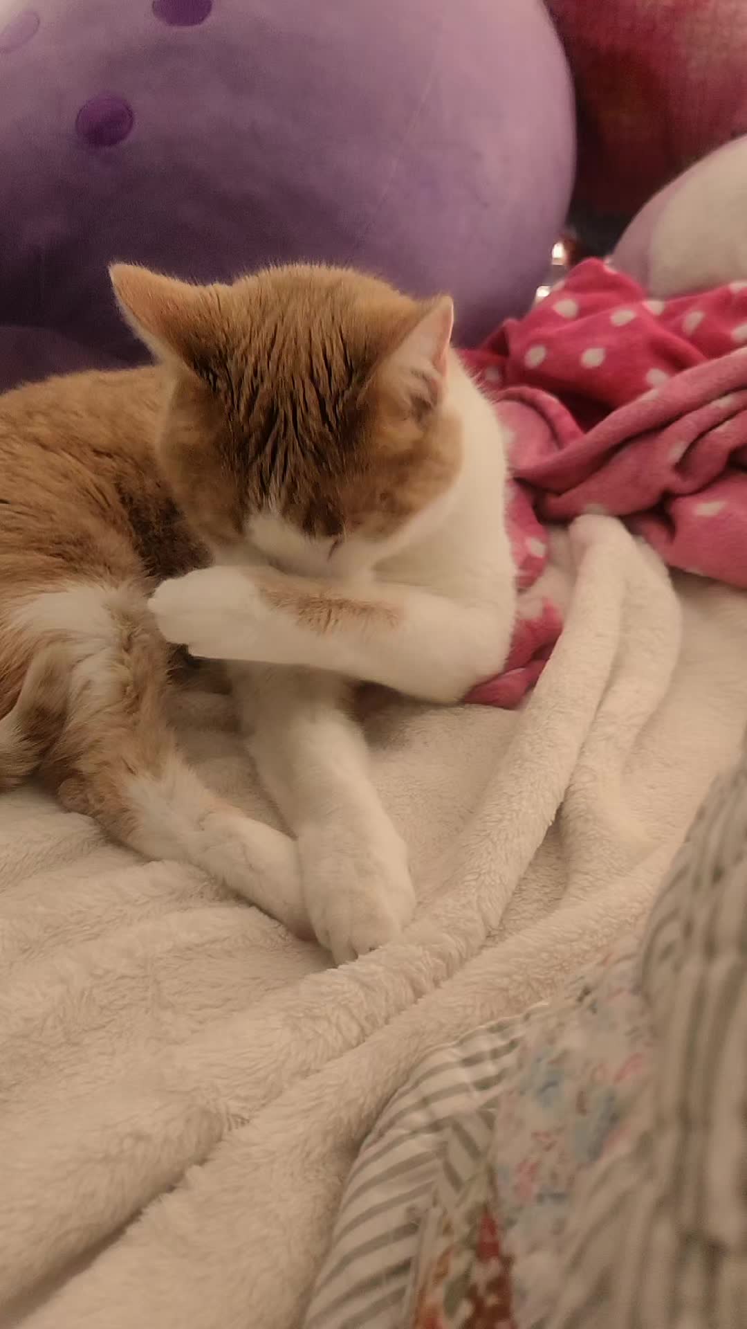 @Cute_kitty