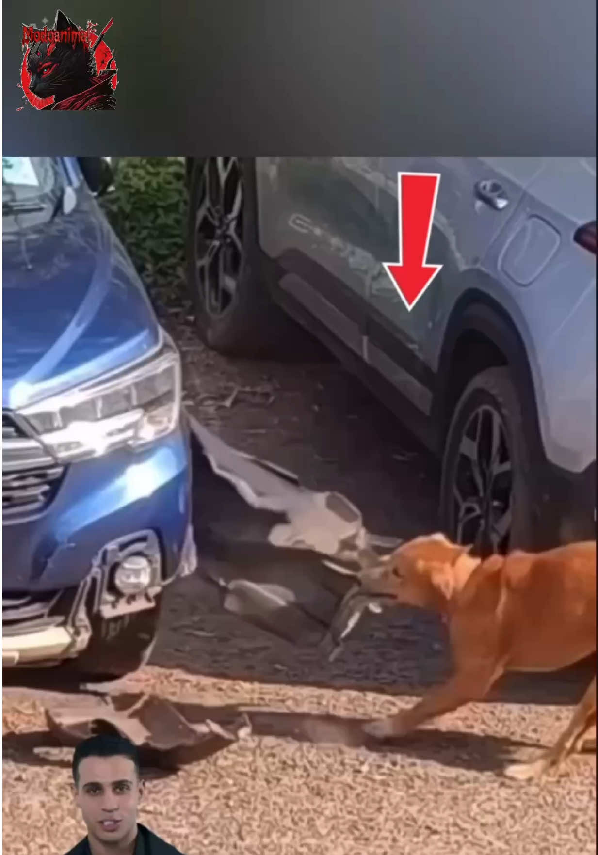 @Modoanimal