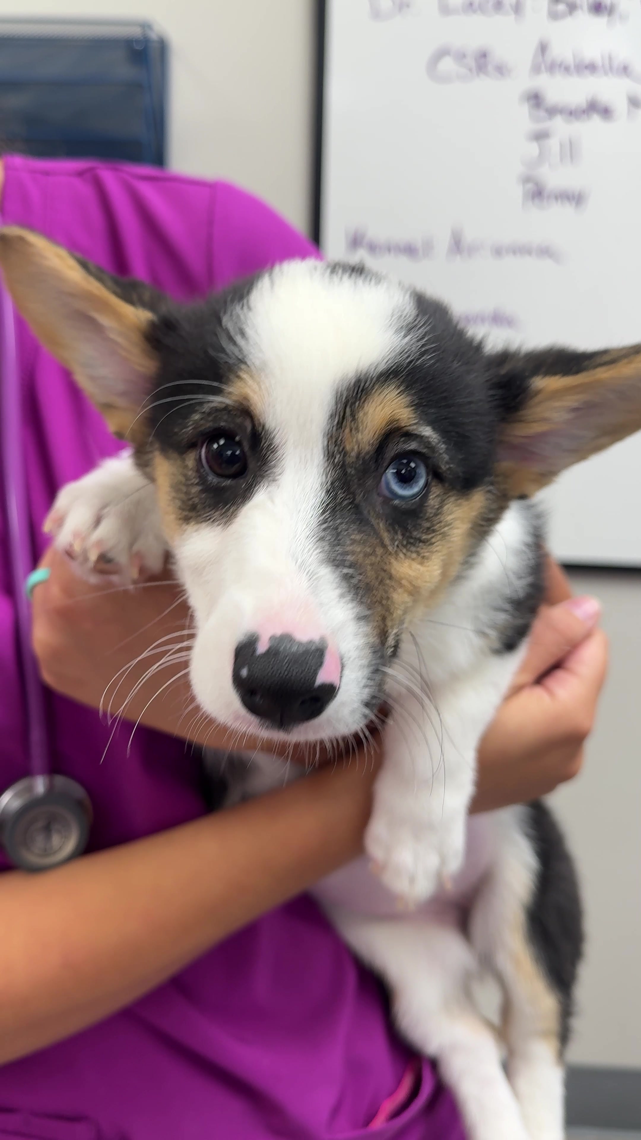@Snodgrass Vet