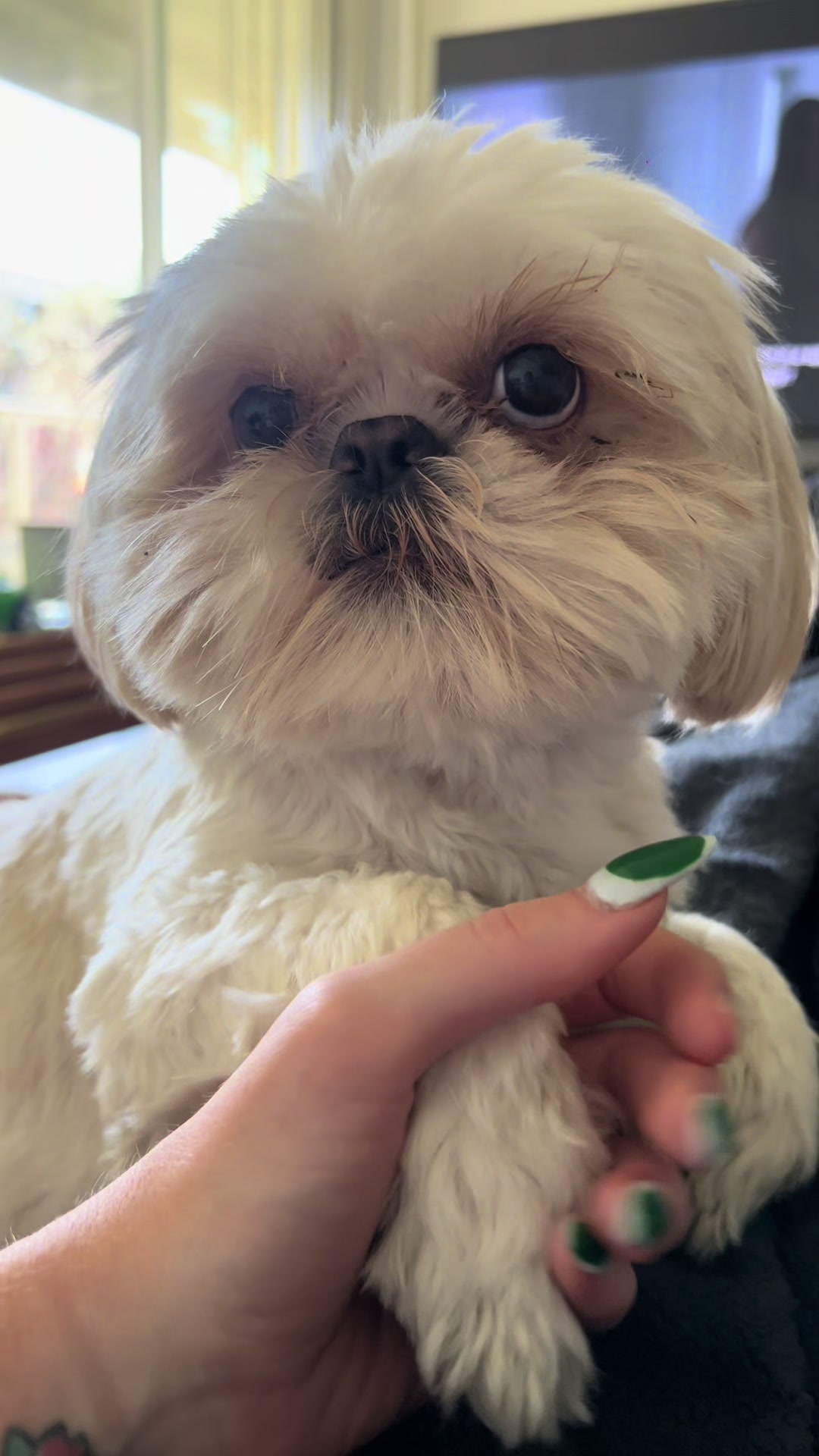 @Hugh the Shih Tzu