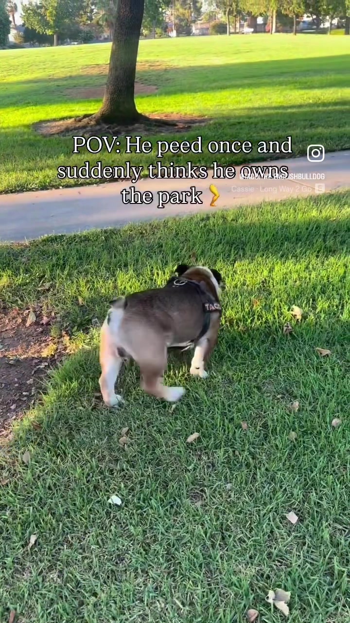 @Taco 🐶🧿