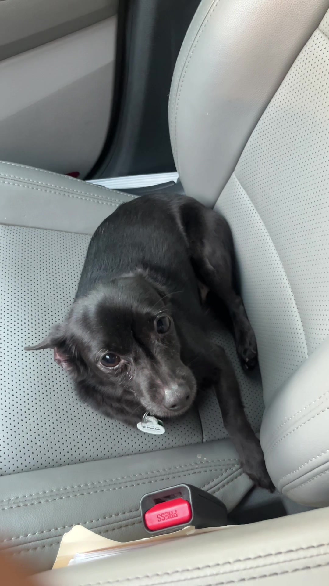 @Blackjack_Chihuahua