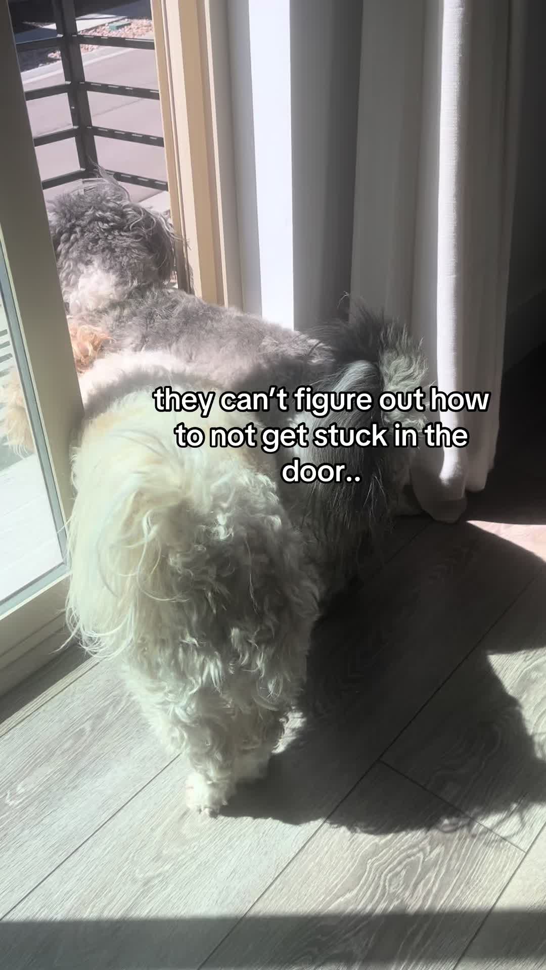 @Silly.dog.cooper
