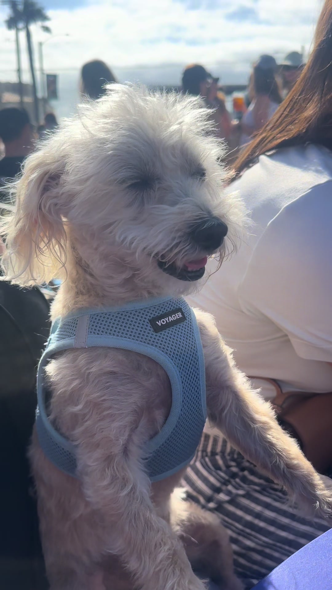 @He Was A PoodleBoi
