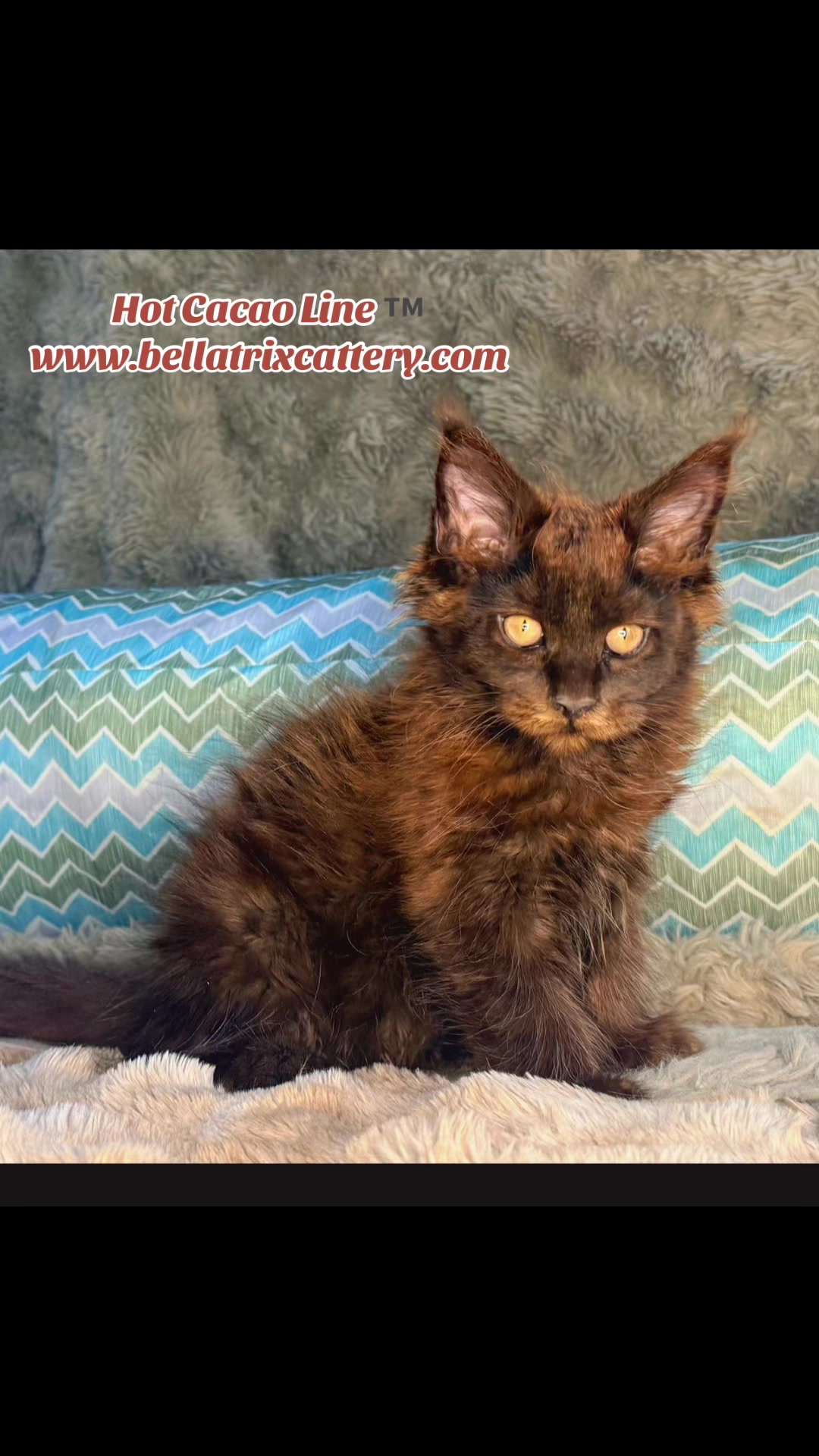 @Bellatrix Maine Coon Cattery