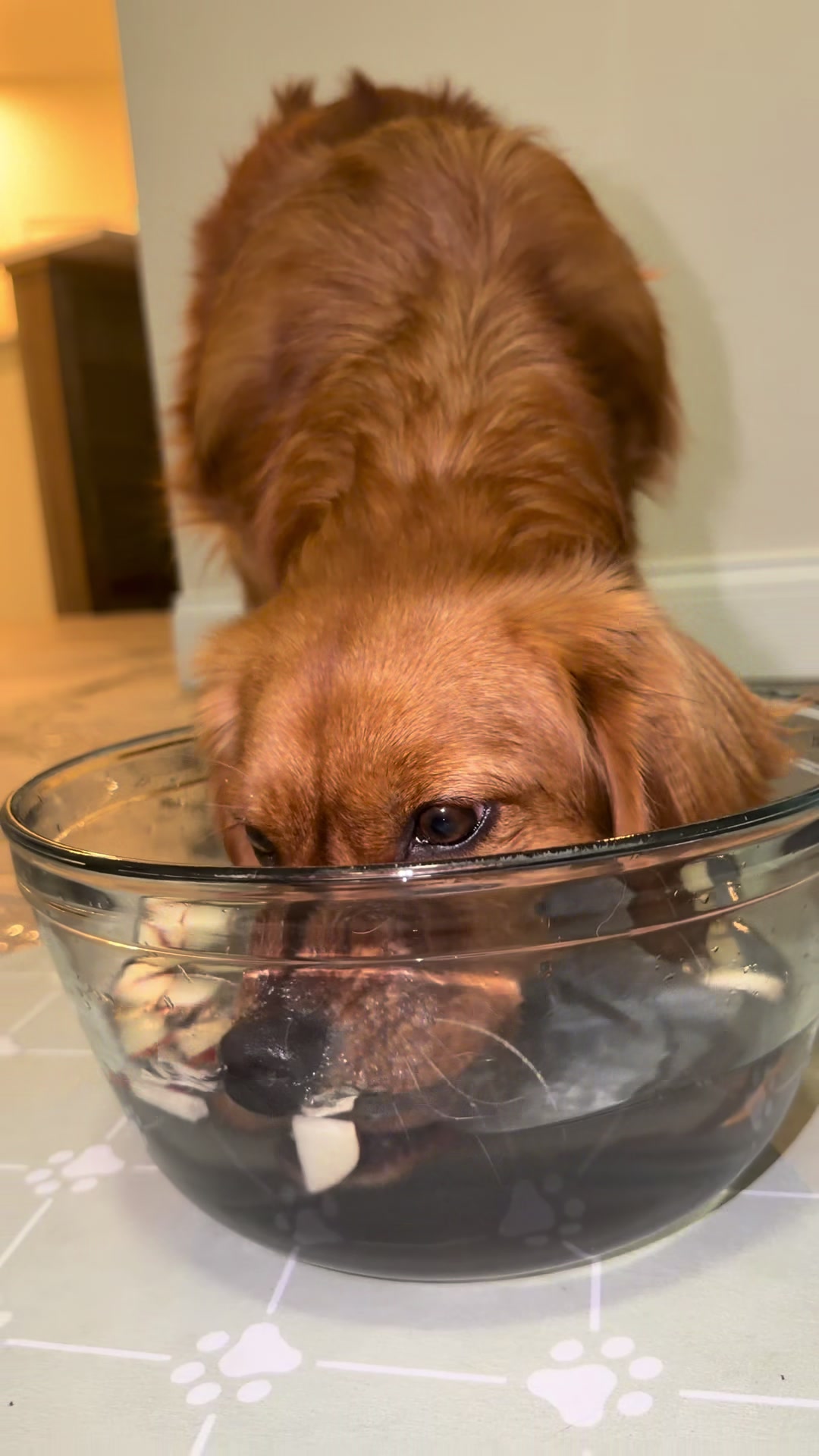 @Sage | Mini Golden Retriever