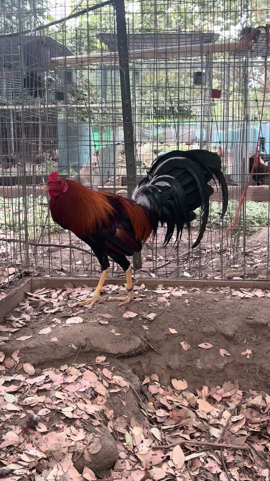 @Rancho_Ramirez209