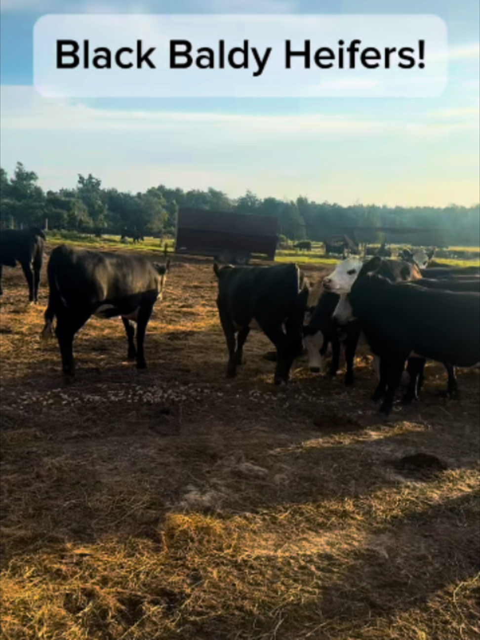 @Rutherford Land and Cattle