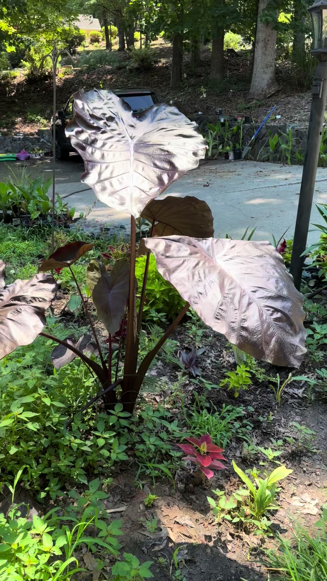 @Curious Garden Creations