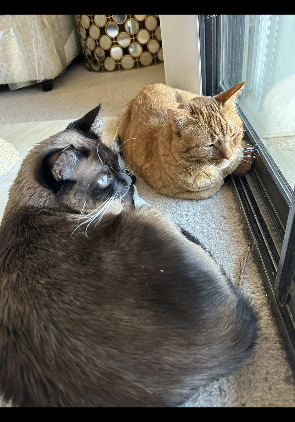 @SinCity_cats