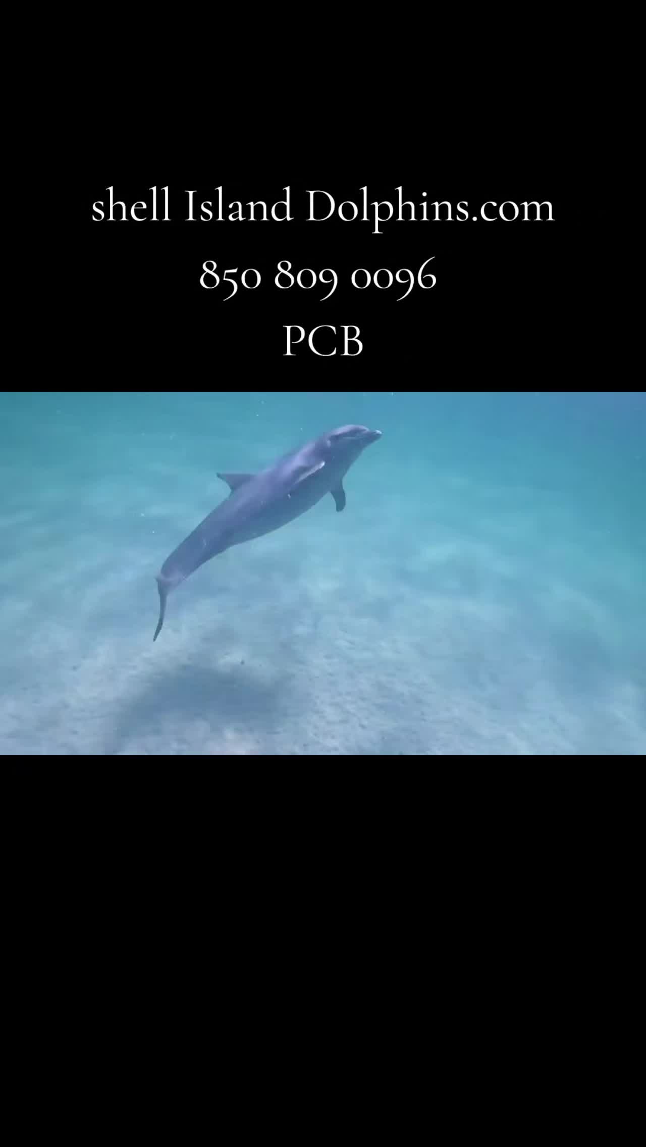 @Shell Island Dolphin Tours LLC