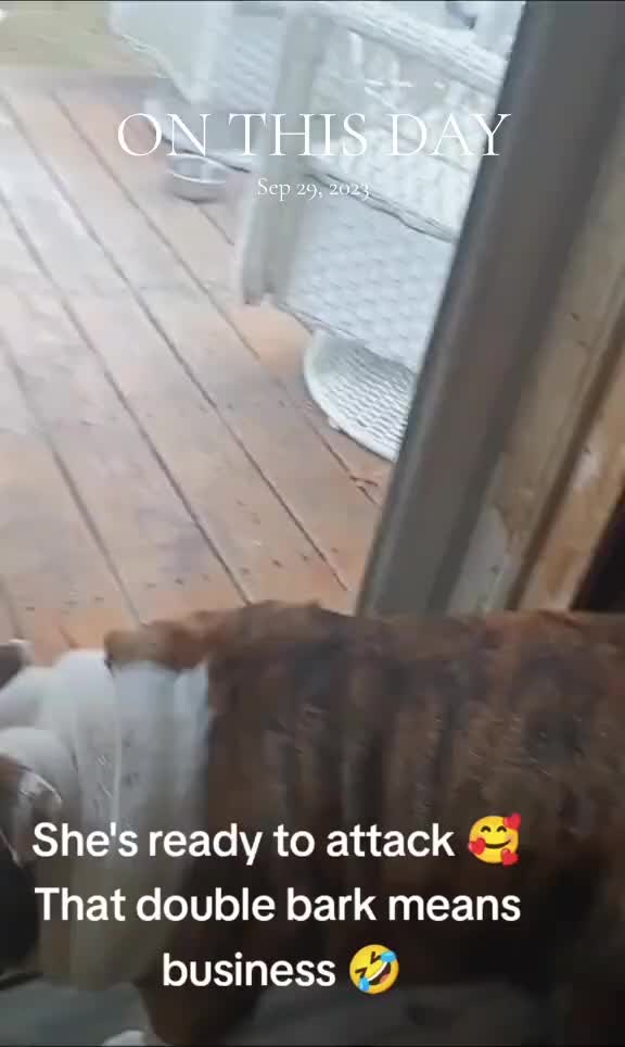 @Dozer & Dumplin❌🐾