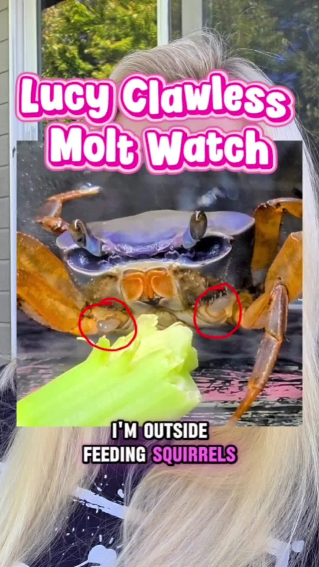 @Howie The Crab