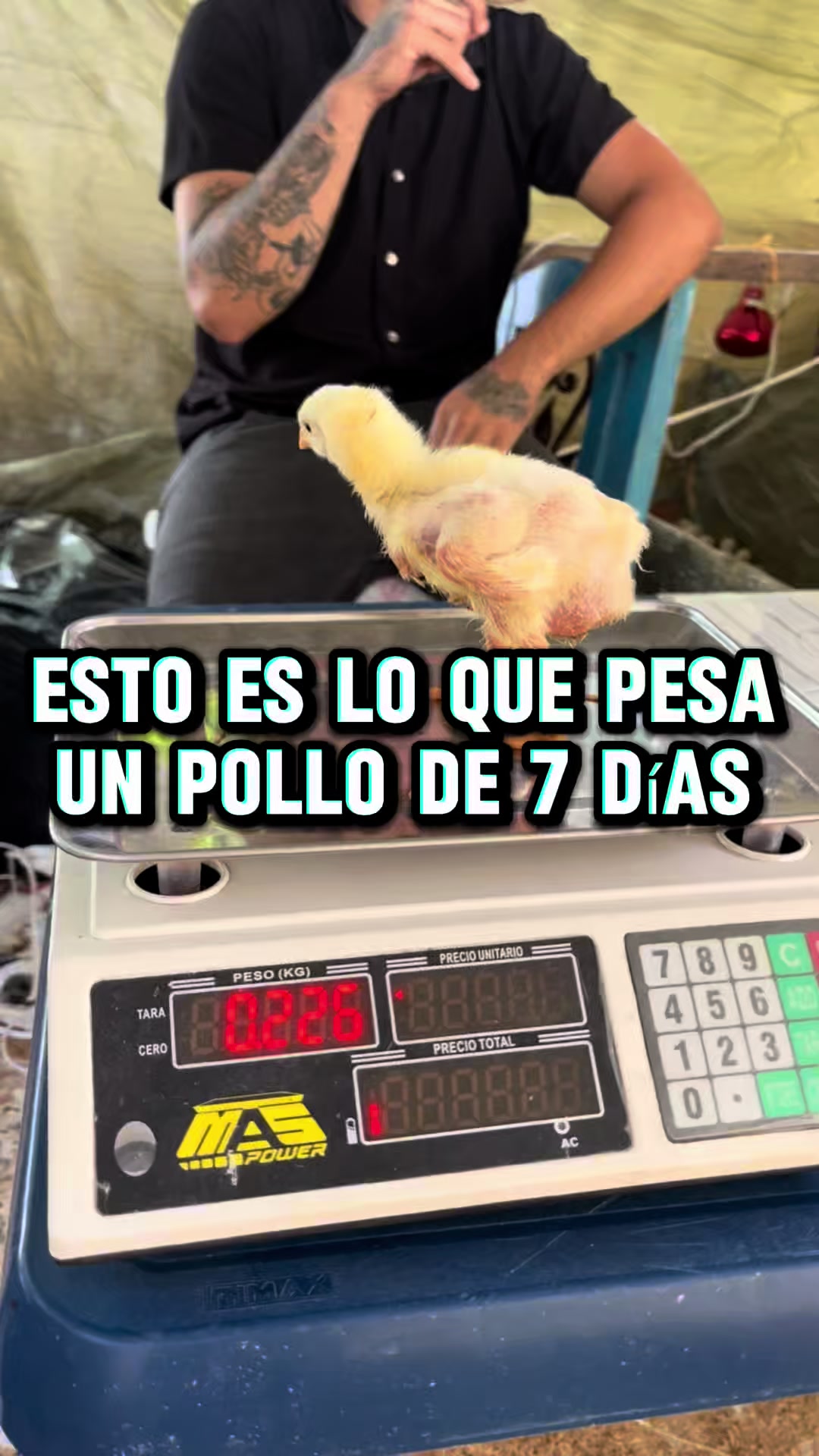 @elmagnatedelospollos