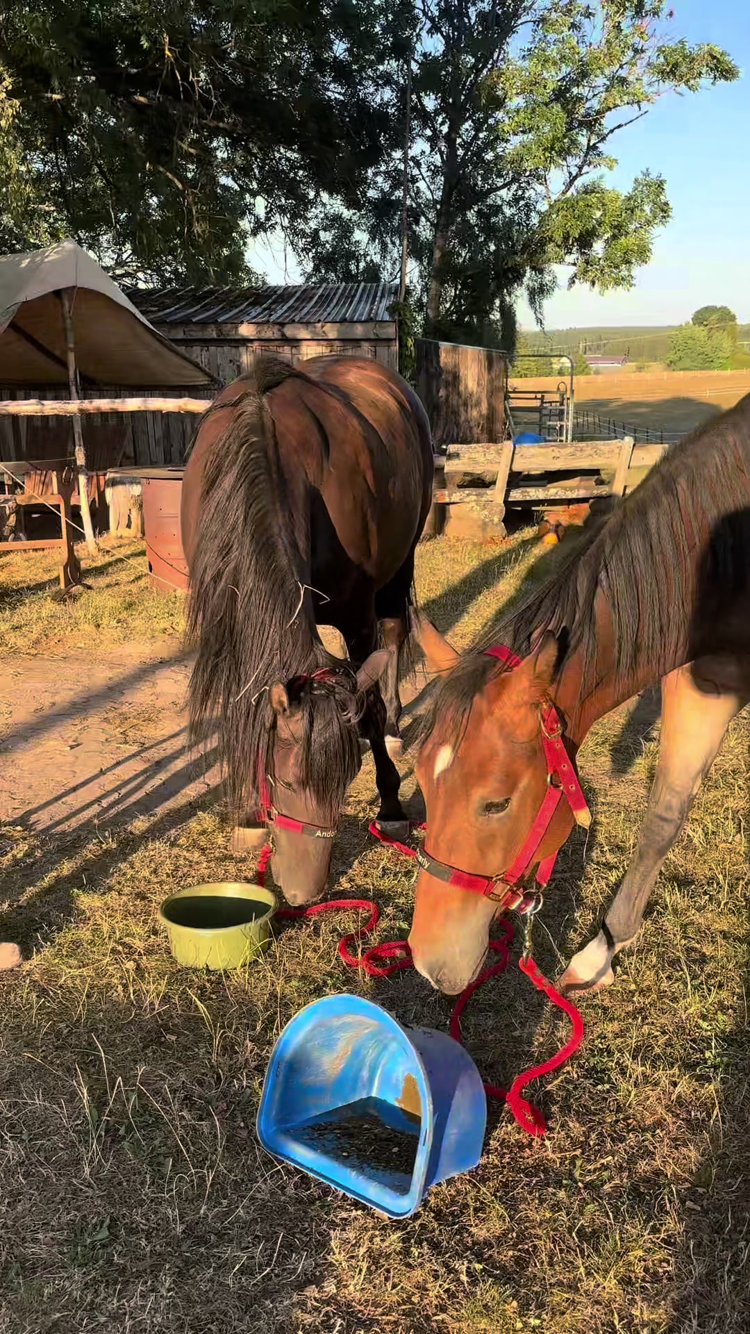 @Alena🤠