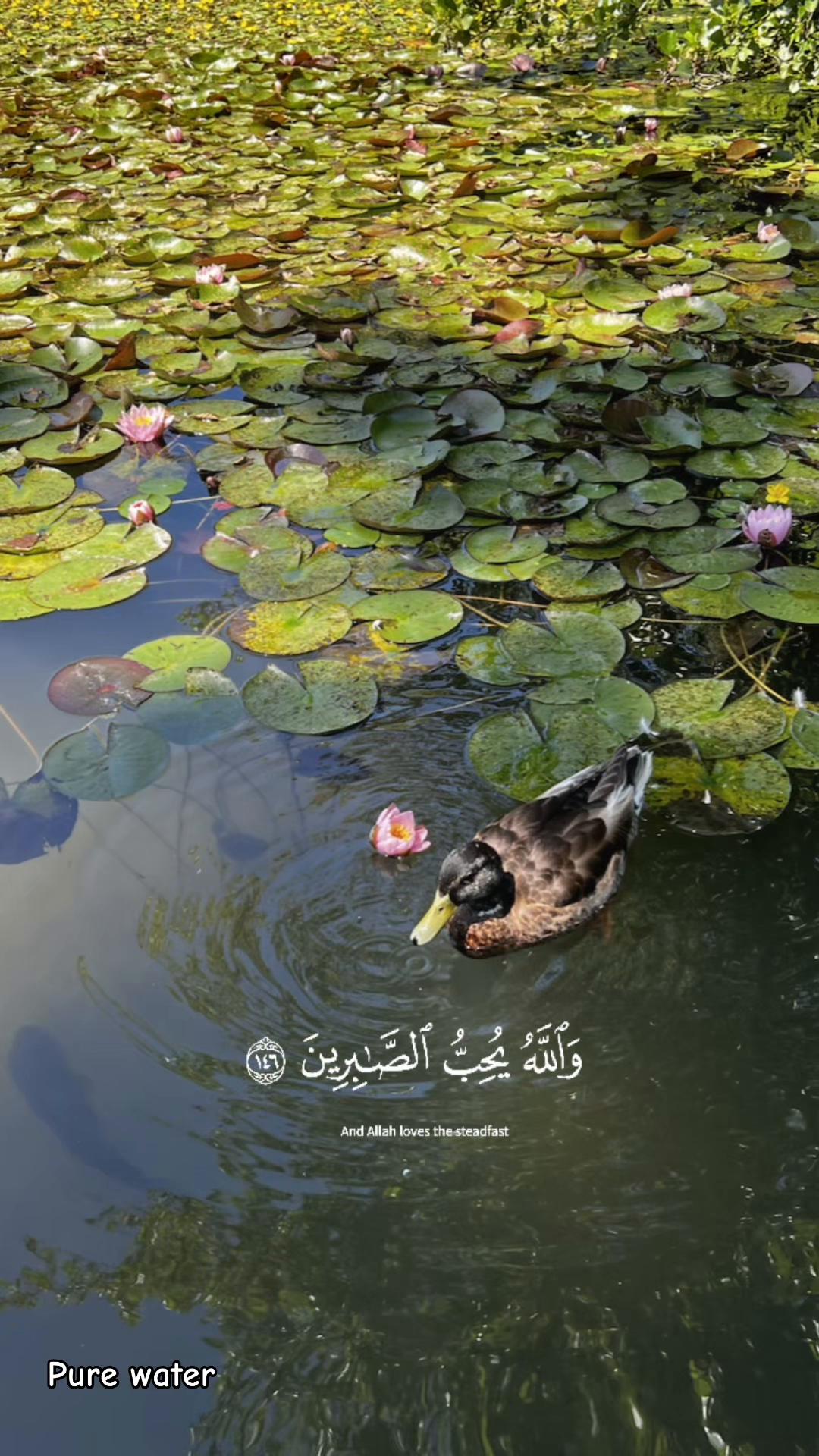 @Rawan A