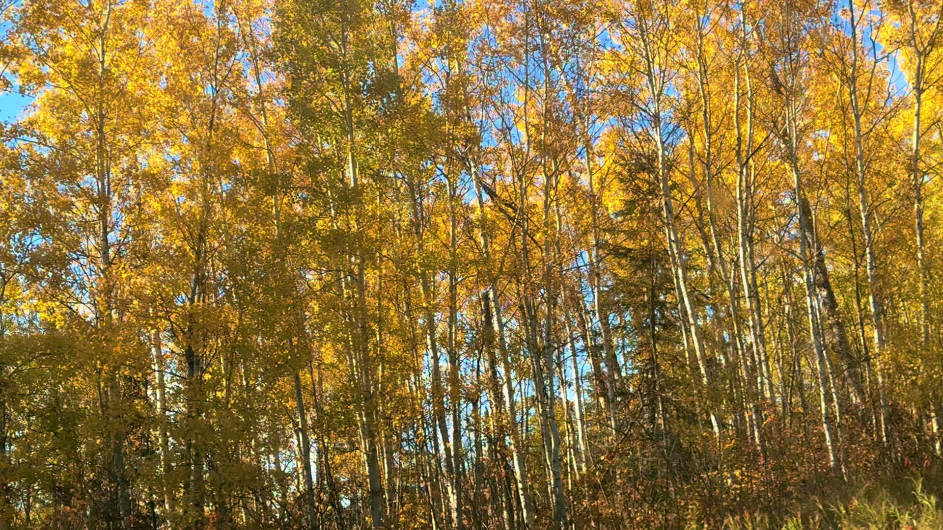 @savenaturesaveearth0