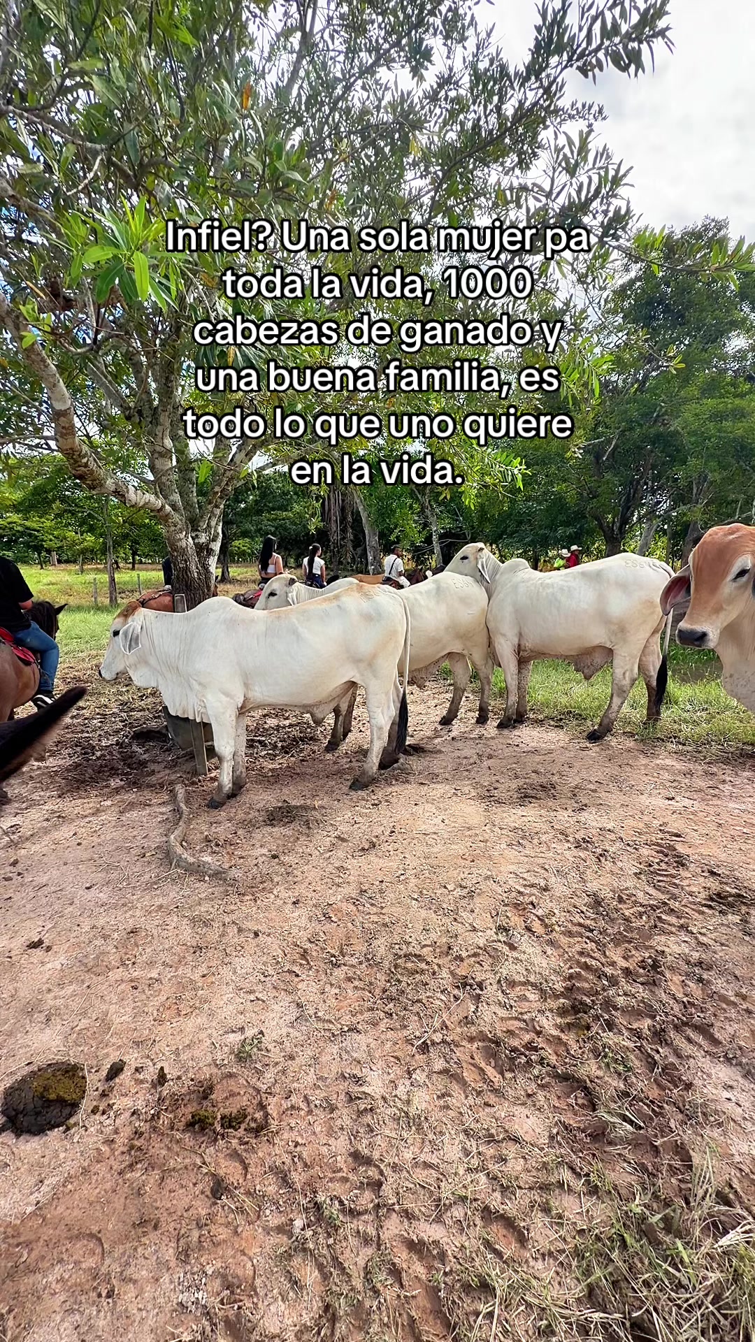 @Anibal Camelo