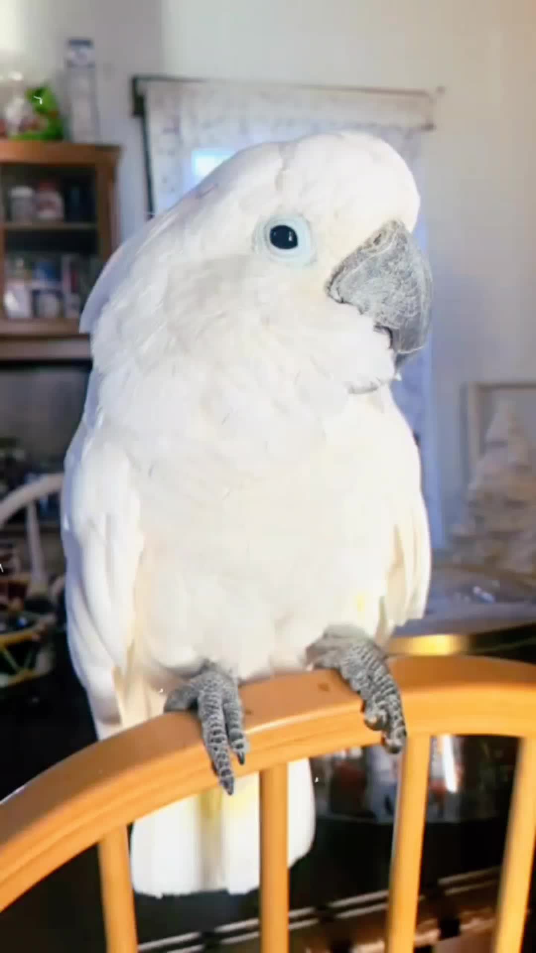 @Cute little pet 💕