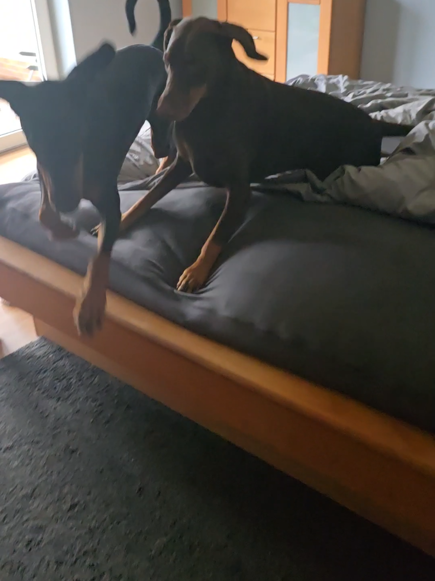 @dobermanndeutschland