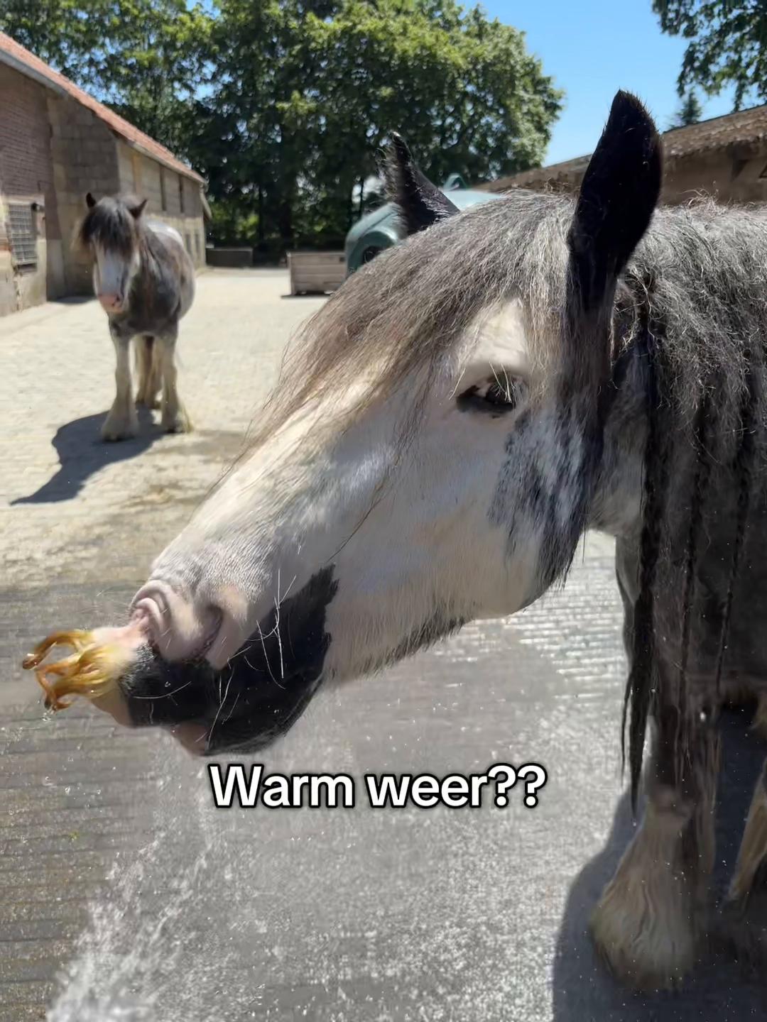 @Syrche Cordewener