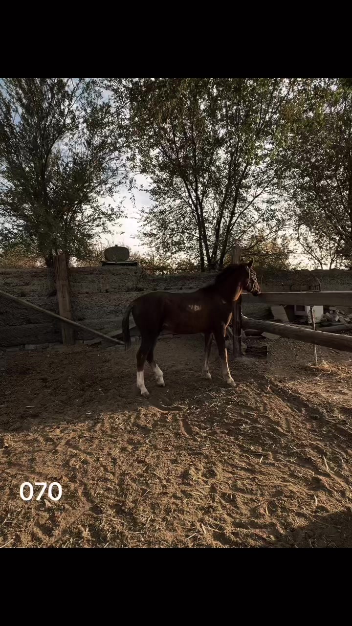 @Ersultan