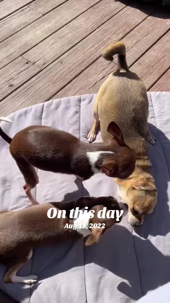 @TurboRoo the 2Legged Chihuahua