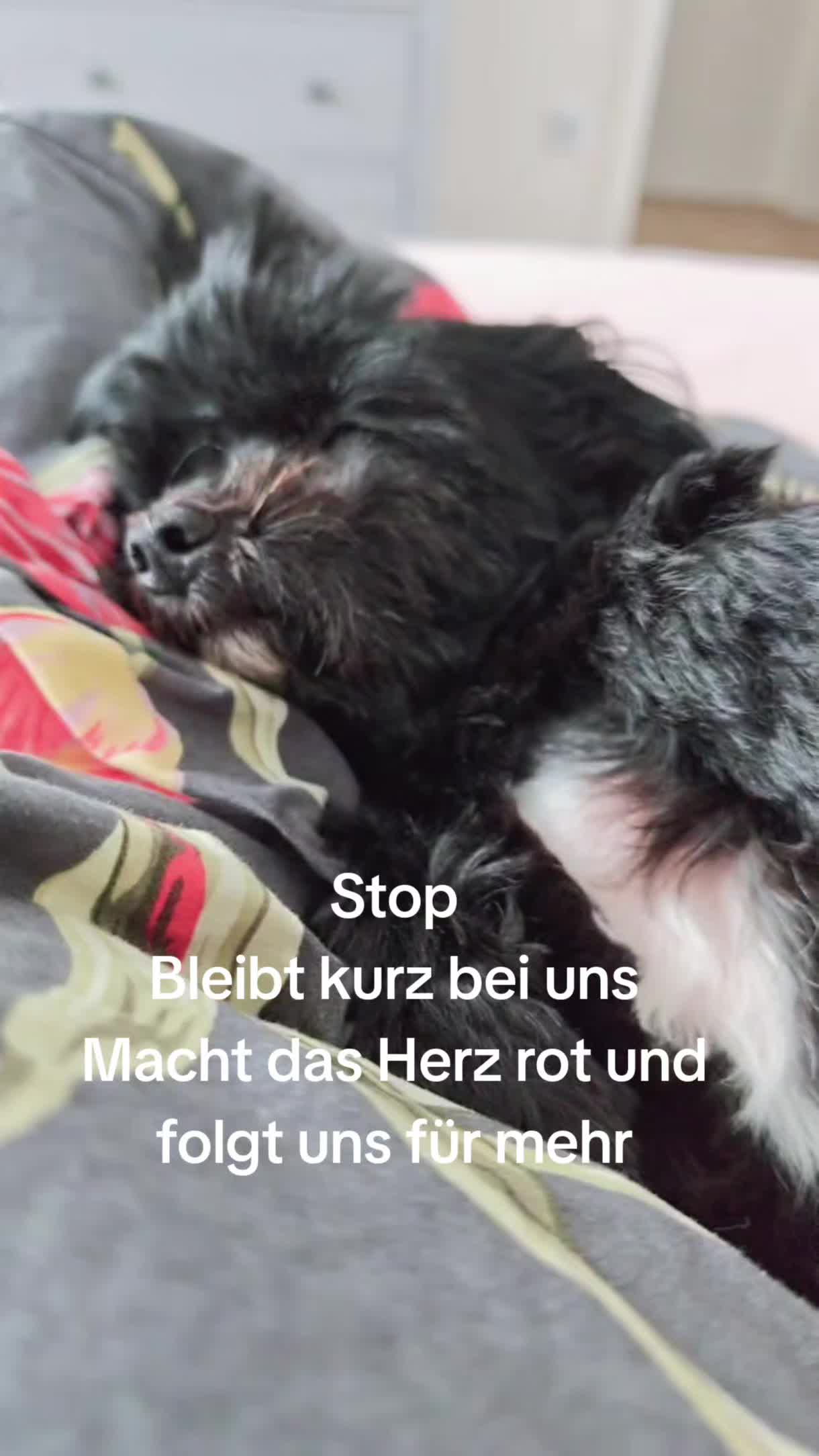 @P&ouml;ppi