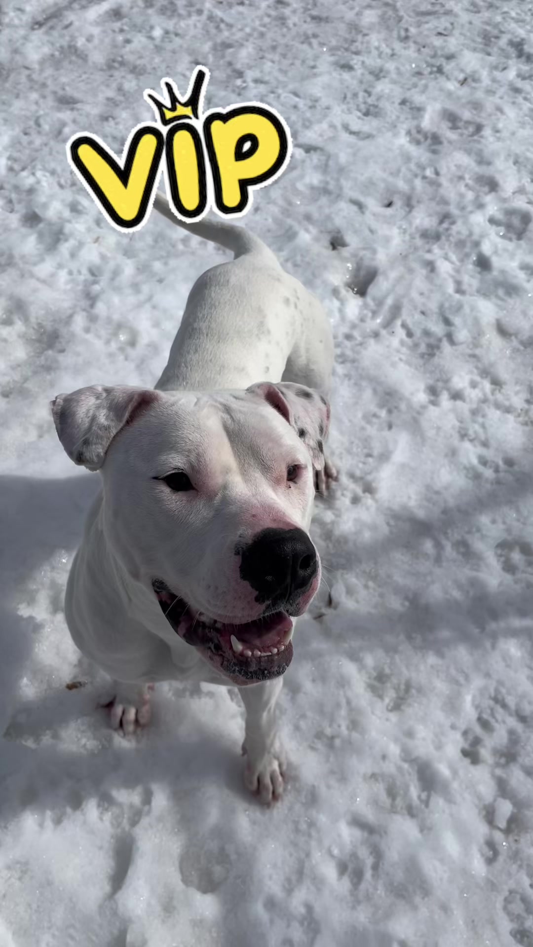 @CambridgeHumaneSocty