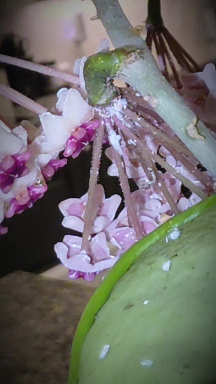 @RedheadedPlantLady