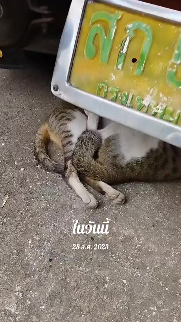 @taogampon
